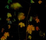 Amy Ho Leaves II